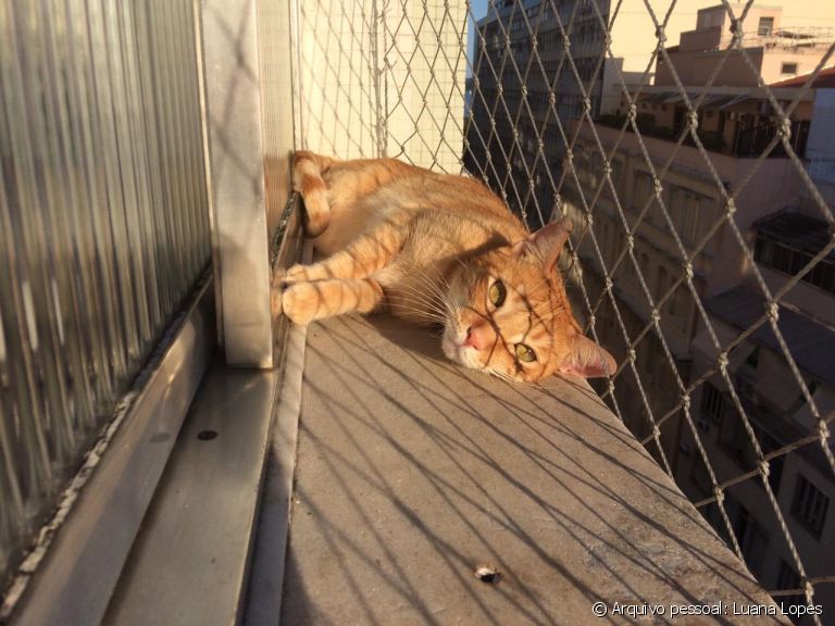  Seu gato ama ficar na janela? Entenda melhor essa mania dos felinos! 