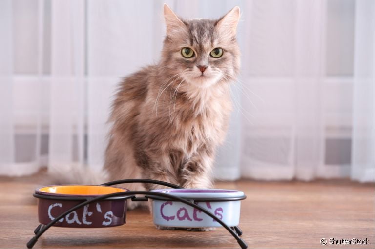 Comedouro para gatos: saiba como escolher o melhor pote 