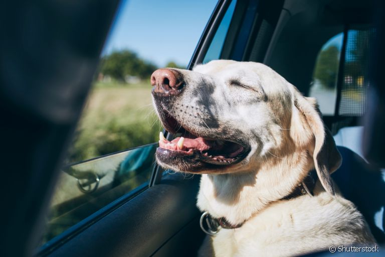 Como transportar cachorro em viagem: descubra como fazer em carro, avião e ônibus