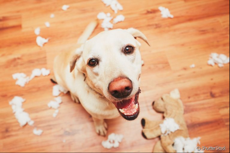 Repelente para cachorro: em caso de destruição de móveis e objetos, esse produto pode te ajudar a educar o cãozinho!