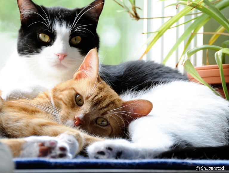 Rinotraqueíte felina é uma das doenças mais comuns entre os bichanos. Saiba tudo sobre a gripe em gatos e quando procurar ajuda!
