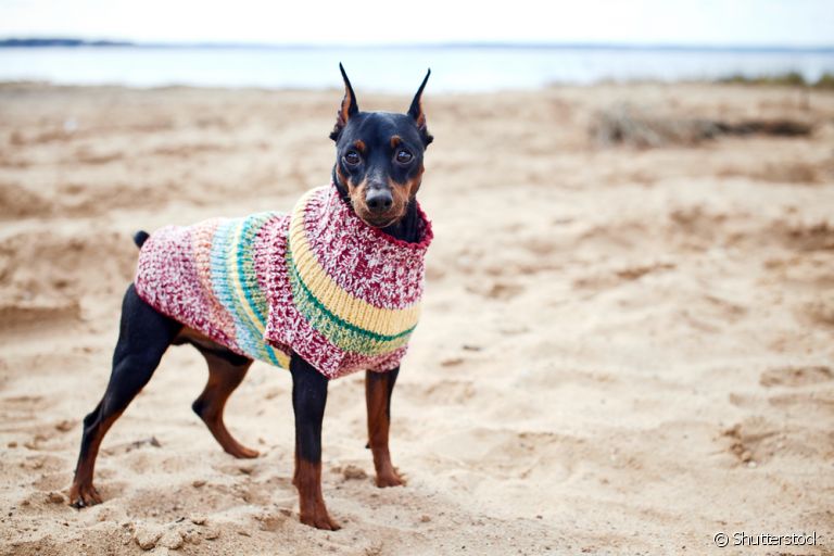 Roupa para cachorro: entenda como (e se é necessário) inserir o acessório no dia a dia do seu peludo!