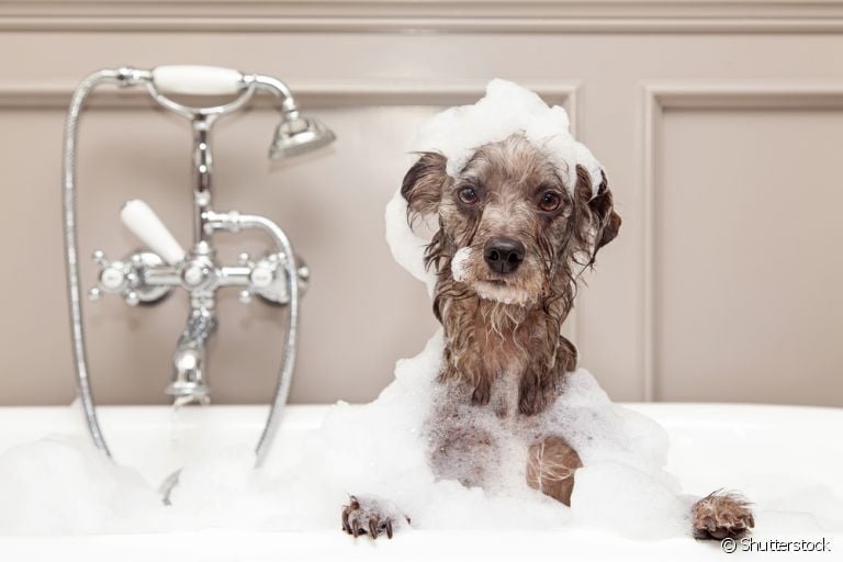 Existem diversos tipos de shampoo para cachorro! Saiba qual é o ideal para o seu cão!