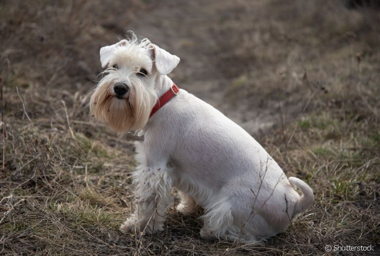A tosa, em alguns casos, pode ajudar muito no bem-estar do seu cãozinho. Confira os "cortes" indicados para algumas raças!