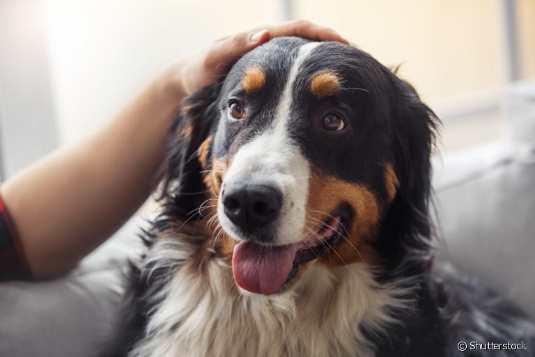  O vermífugo para cães é um medicamento indispensável para deixar a saúde do seu pet em dia 