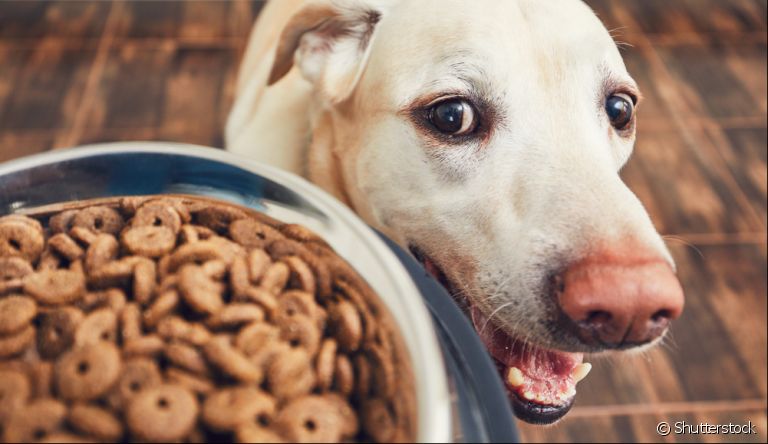 Descubra se a vitamina para cachorro realmente é necessária!