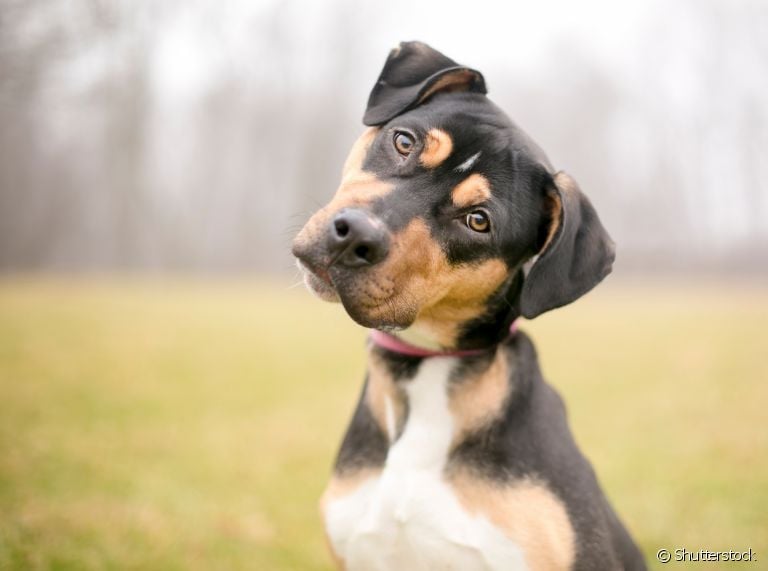 Conheça as formas mais comuns do seu cachorro falar com você!