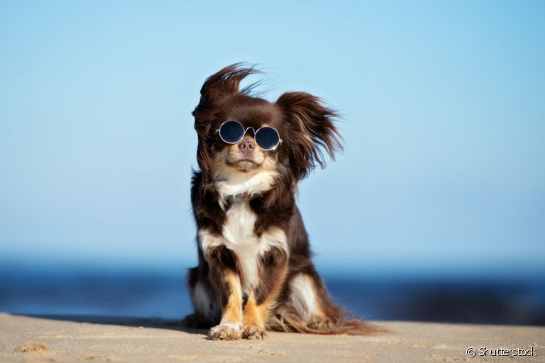 Cachorro com calor: descubra diferentes formas de melhorar essa situação para o seu amigo