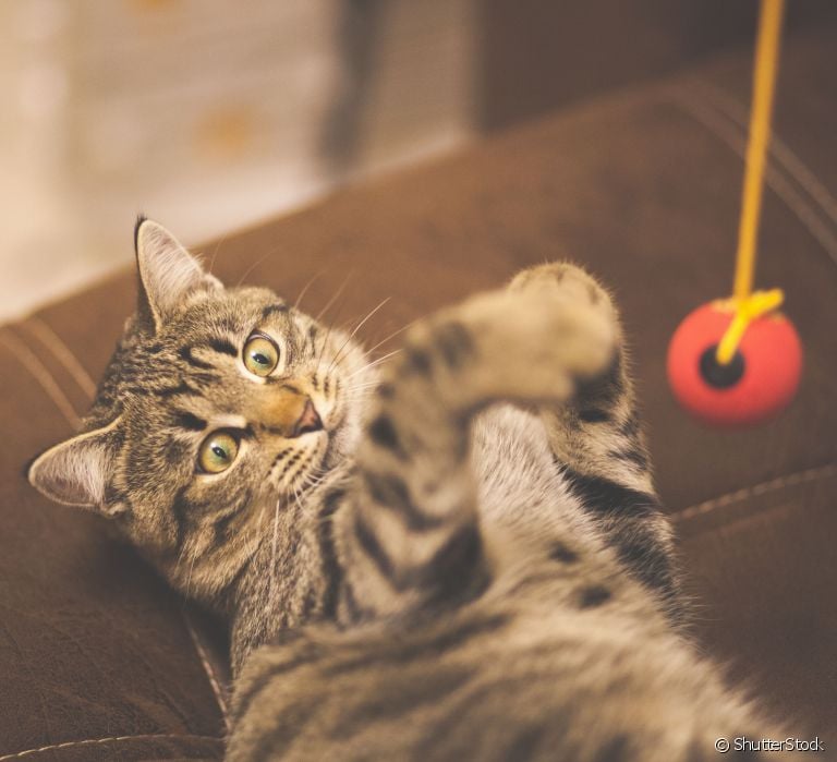 Aprenda a fazer brinquedos para gatos com materias recicláveis!