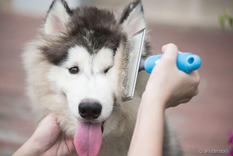 Acessórios para cachorro que vão facilitar a vida dos donos e proporcionar mais bem-estar aos pets