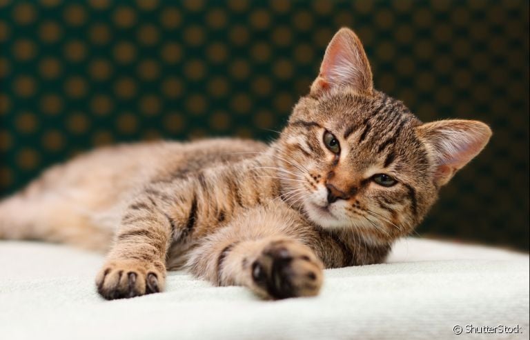 Berne em gato pode se tornar um problema grave. Saiba como prevenir!