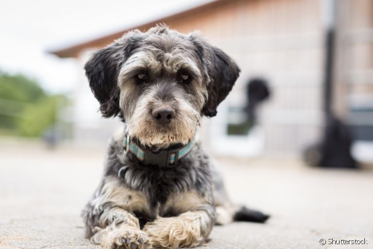  Cachorro com soluço pode ter várias causas. É importante observar com atenção para tratar o mal-estar corretamente! 