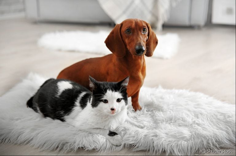 Cachorro e gato: essa rivalidade não existe mais e você pode ter os dois no seu apartamento!