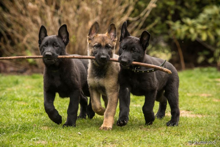 Como socializar cachorro filhote e adulto: descubra como o processo é importante para o animal