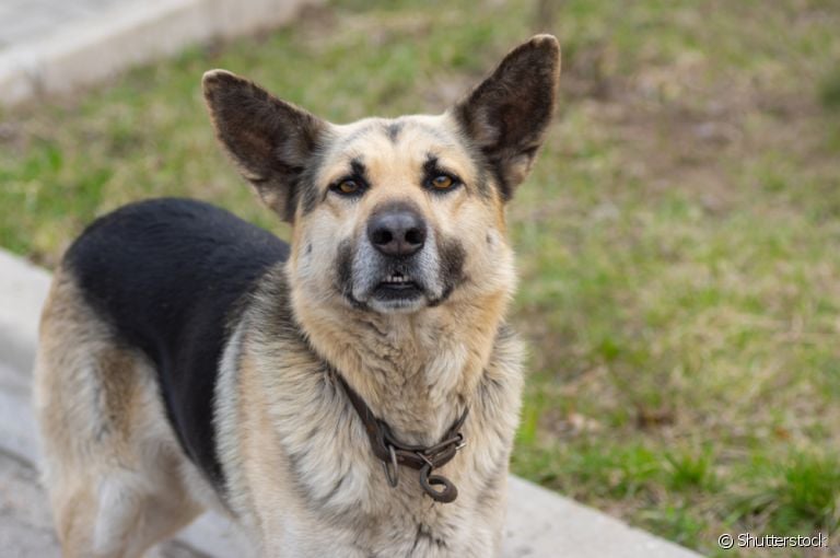 Cachorro vomitando sangue: veja o que pode ser e o que fazer com o seu animal
