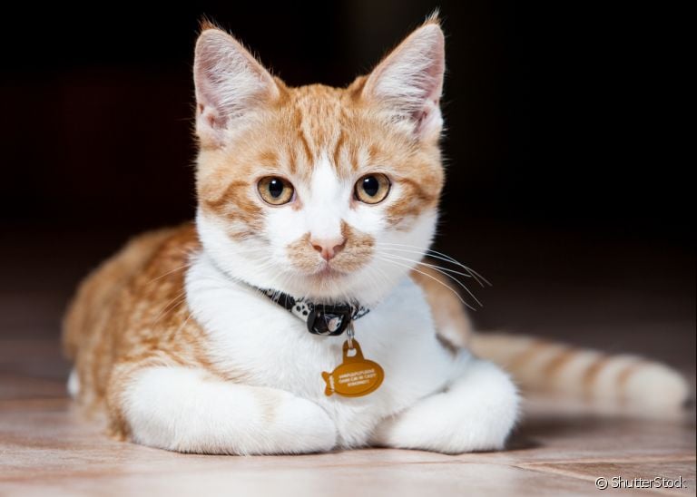 Coleira para gatos: acessório essencial para a segurança dos gatinhos.