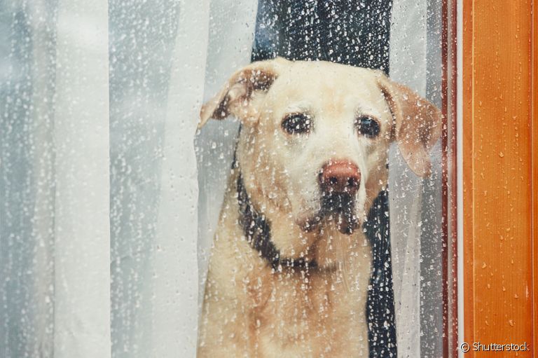 Cachorro com medo de chuva? Descubra como ajudá-lo! 