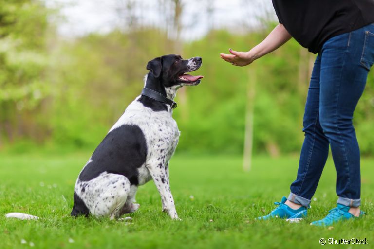 Adestramento de cães nem sempre é algo tão fácil, mas com as técnicas corretas é possível!