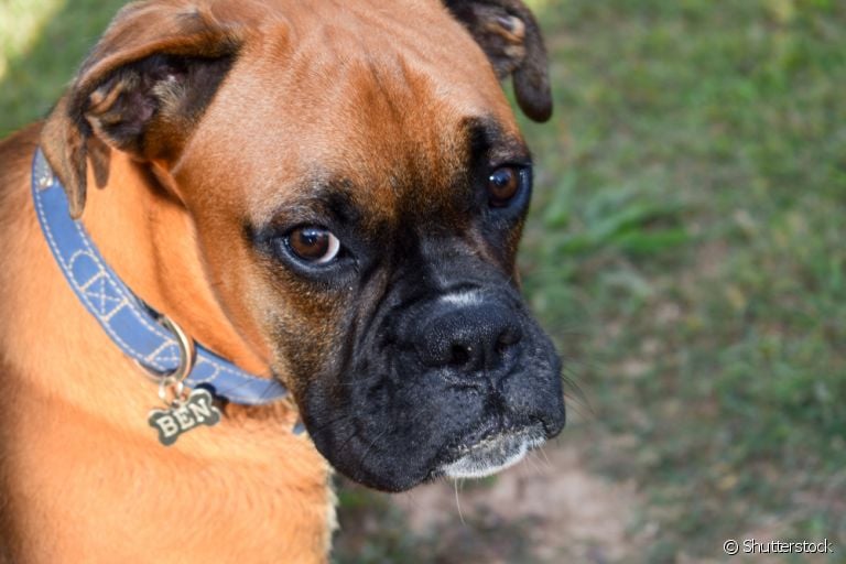 O AVC em cachorros pode ser causado por uma série de fatores: descubra mais sobre a condição aqui