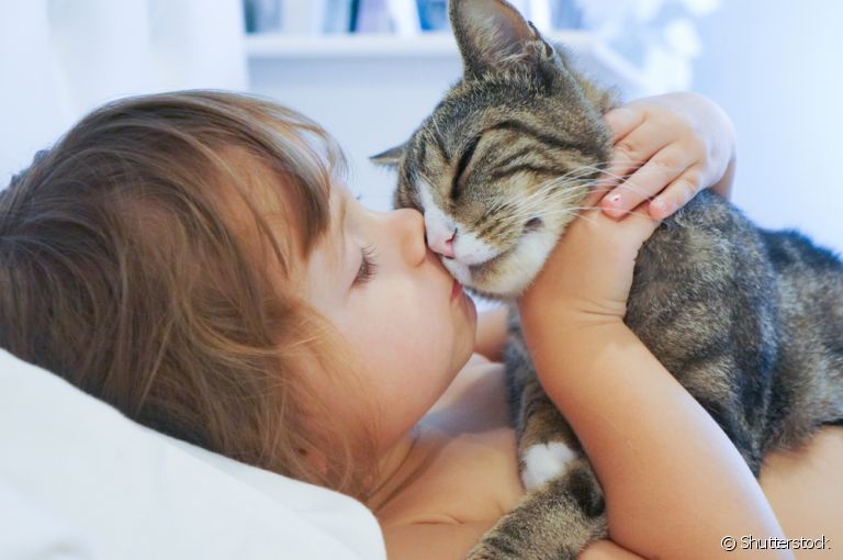 Gatos carinhosos: descubra as raças que mais amam um chamego com seus donos!