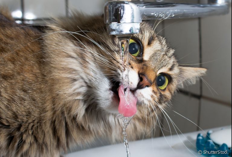 Cuidar de gato no verão é muito importante para manter a saúde e bem-estar do seu bichano