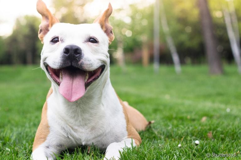  Curiosidades sobre cachorros: uma lista de coisas que você nem imaginava sobre esses peludinhos! 