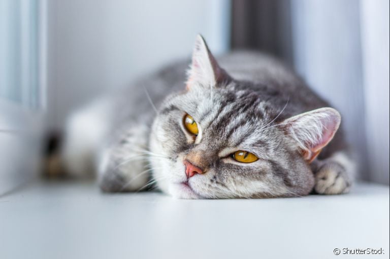 Floral para gatos ajuda a corrigir problemas comportamentais. Conheça mais e saiba como utilizar com seu felino!