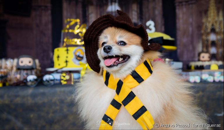 Fotos de cachorros são apaixonantes!