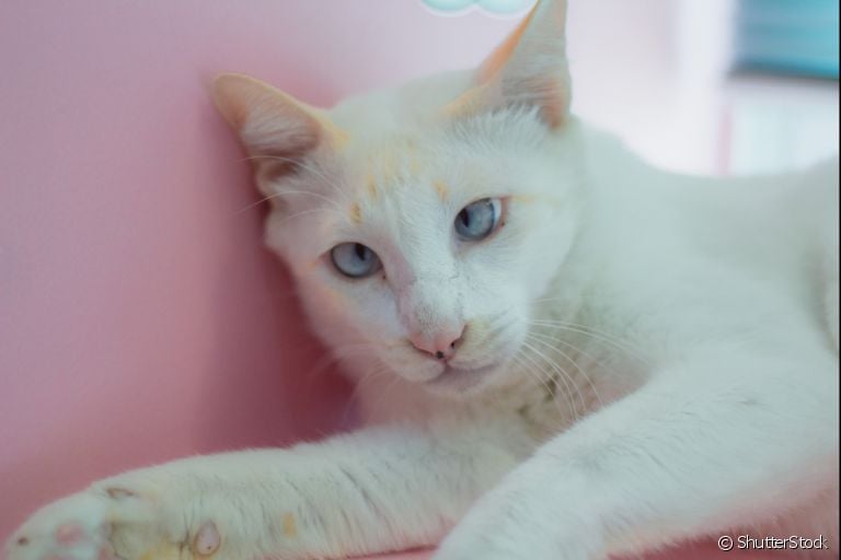 Gato com Down: o nome correto para definir a condição é Trissomia.