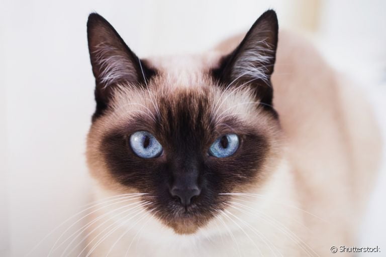 Gato enxerga no escuro, sim, e bem melhor que a gente: descubra mais sobre a visão dos felinos aqui