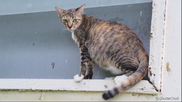Gestação de gato: saiba tudo sobre esse momento tão delicado da vida dos felinos