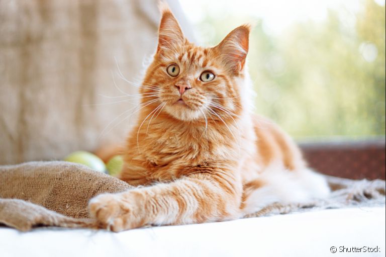 Hiperplasia mamária felina: essa grave doença tem tratamento! Saiba como prevenir e cuidar do seu gatinho.