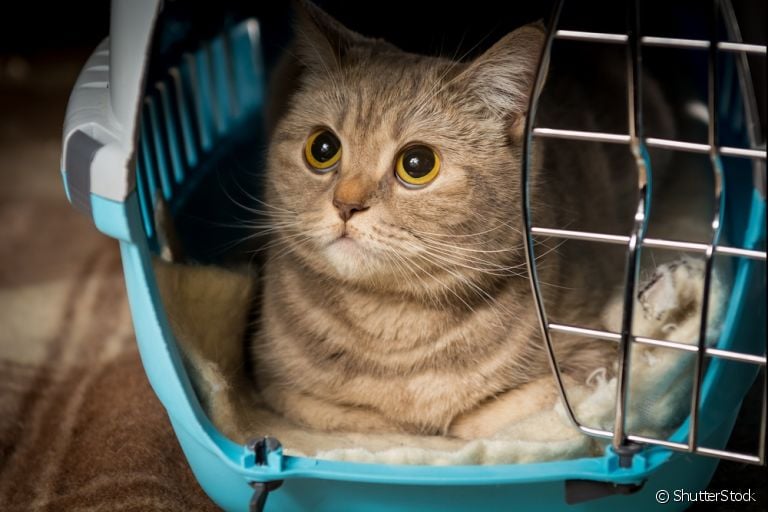 Insuficiência renal em gatos é um problema muito sério, que requer atenção e cuidados especiais!