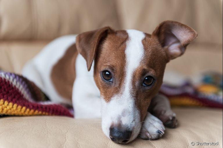 Jack Russell Terrier: conheça mais sobre o cachorrinho super agitado
