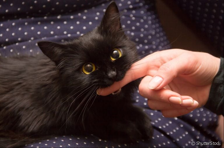 Mordida de gato: você sabia que existem várias razões que explicam esse comportamento? Entenda!