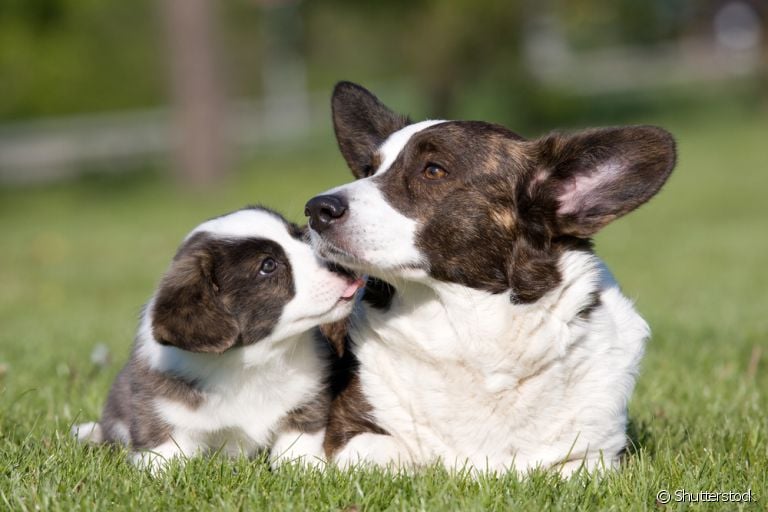 De cachorro filhote a cachorro adulto: o que muda no período de transição do animal