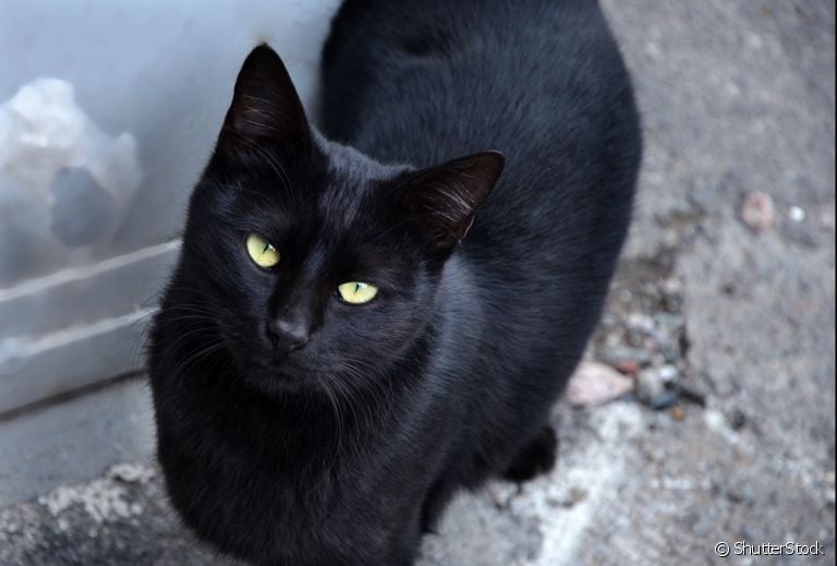 PIF Felina: saiba tudo sobre essa doença tão perigosa para os gatinhos