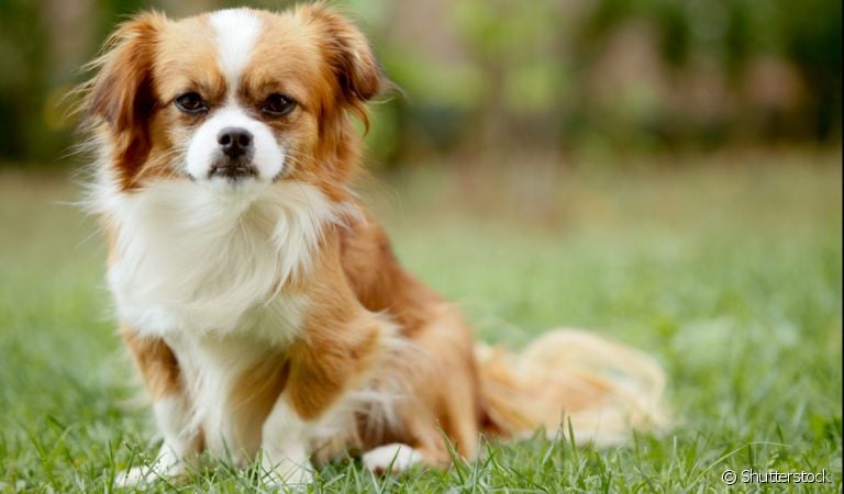 A pneumonia em cachorro pode ser fatal se não for tratada da maneira correta: descubra mais sobre a doença!