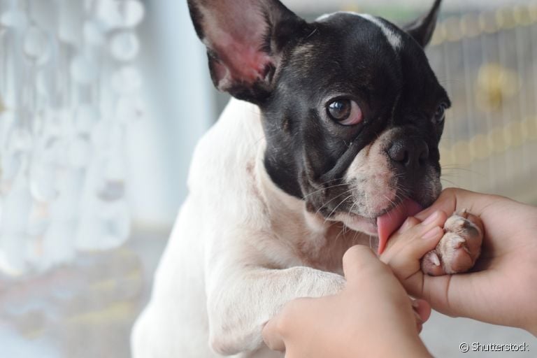Os "lambeijos" estão associados a muitos motivos. Veja porque seu cãozinho tem esse comportamento!