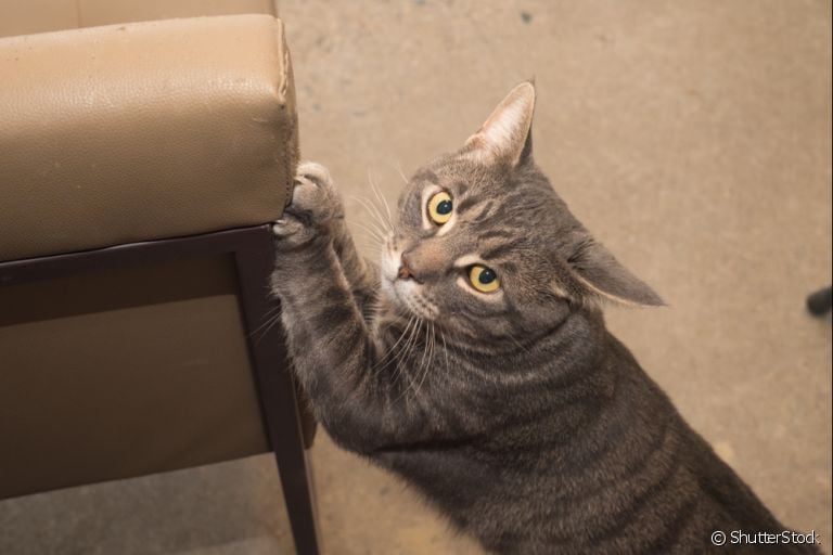 Protetor de sofá para gatos é a solução para que o bichano não arranhe os estofados. Descubra os modelos mais comuns!