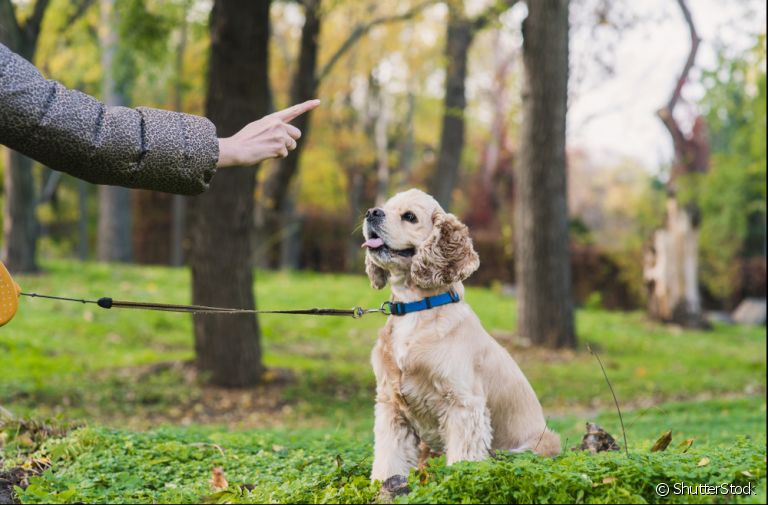 Adestramento de cães: veja alguns motivos para fazer esse investimento na educação do seu pet!