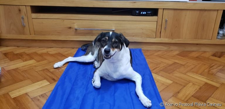 Tapete gelado para cachorro: a Sofia, carinhosamente chamada de Sosô, ama o seu