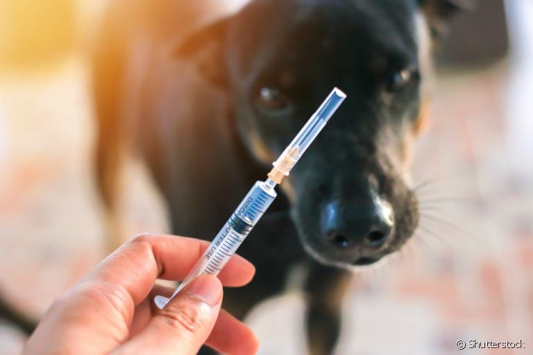 A vacina para cachorro sempre vai ser a melhor forma de proteger e cuidar do seu amigo