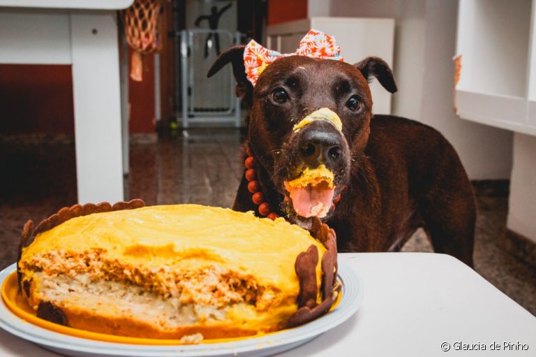 O bolo para cachorro não pode faltar na festa de aniversário dos nossos amigos