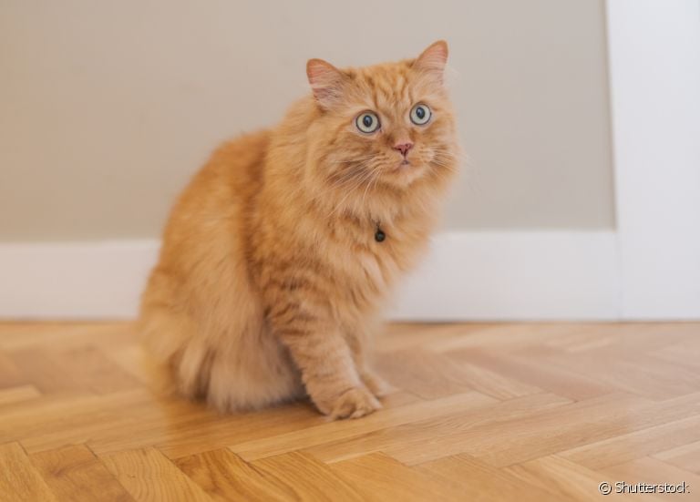 A "inspeção de saúde" faz parte de cuidar de gato: descubra o que você precisa procurar no corpo do seu amigo para saber se está tudo bem
