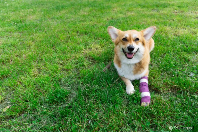 Artrite em cães, artrose, osteoporose e outras: descubra mais sobre algumas doenças ósseas nos animais