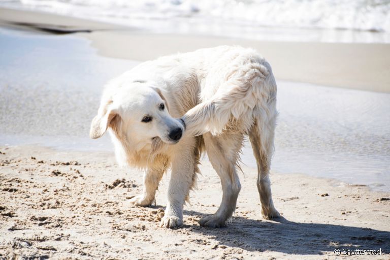 Cachorro correndo atrás do rabo pode ser sinal de uma série de coisas!