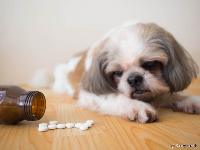 Antibiótico para cachorro: saiba como o medicamento age no corpo do seu animal