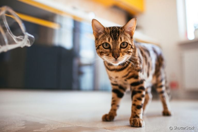 O que torna os gatos inteligentes? Confira algumas raças que levam essa fama!