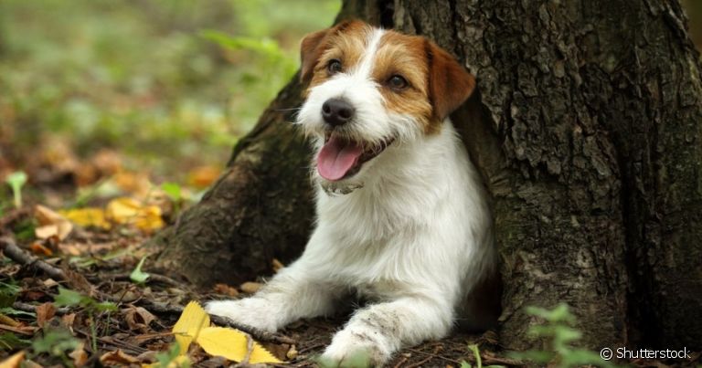 Conheça algumas raças de cachorros difíceis de adestrar!